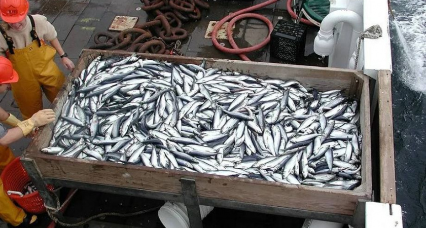Рыбаки Камчатки приступили к промыслу минтая и сельди
