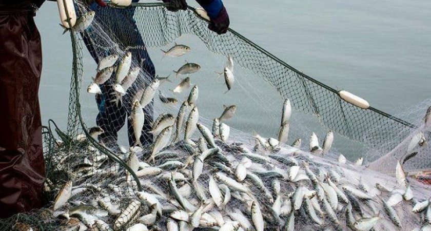 Узбекистан добывает минтай и сельдь на Дальнем Востоке