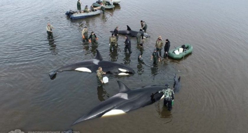 Жители Камчатки выдвинуты на международную премию за спасение косаток