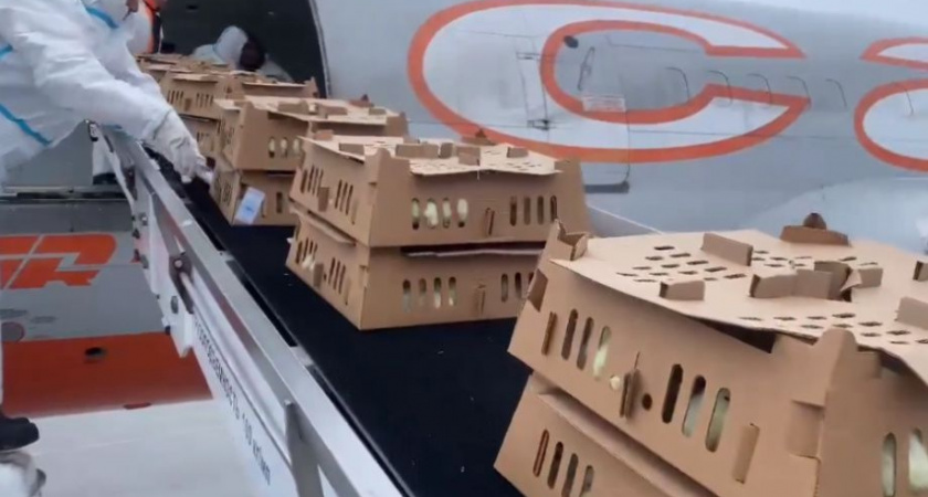 «Пионерское» реанимируют: на Камчатку поступили первые 100 тысяч цыплят