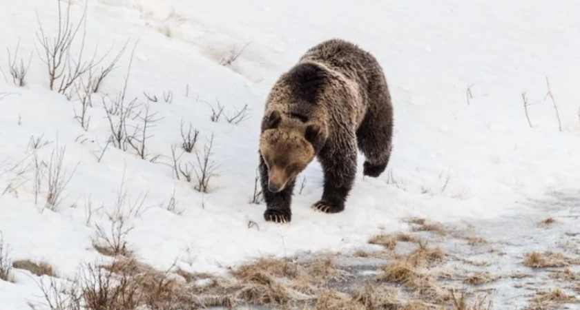 Агрессивный медведь в Вилючинске застрелен: опасность для людей и меры предосторожности