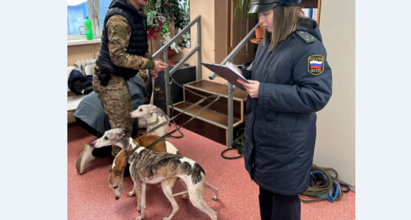 Изъятые из нехорошей квартиры на Камчатке элитные собаки ищут новые семьи