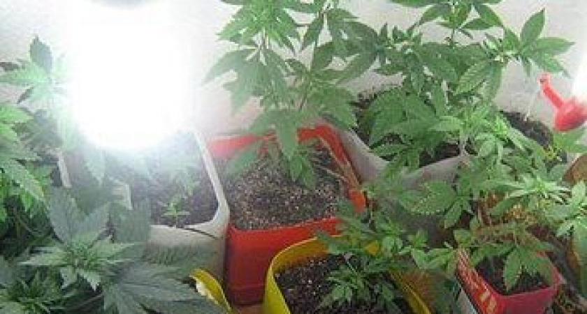 Веселая ферма: безработного камчатца поймали на выращивании конопли