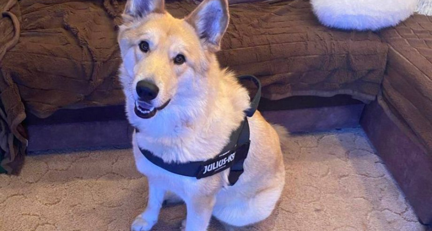 На Камчатке будут судить живодера за искалеченную собаку по кличке Лаки