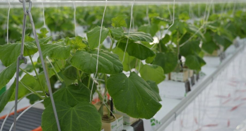 Первые местные огурцы и помидоры жителям Камчатки обещают в феврале и марте