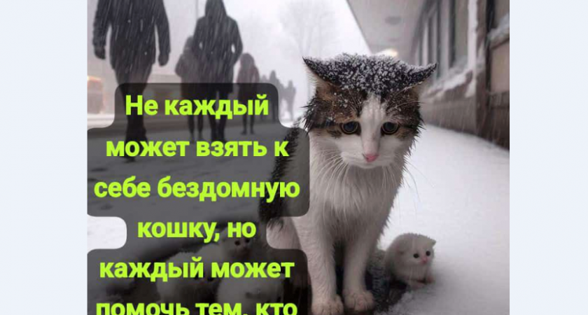С миру по нитке: приют для кошек «Оберег» в столице Камчатки просит помощи земляков