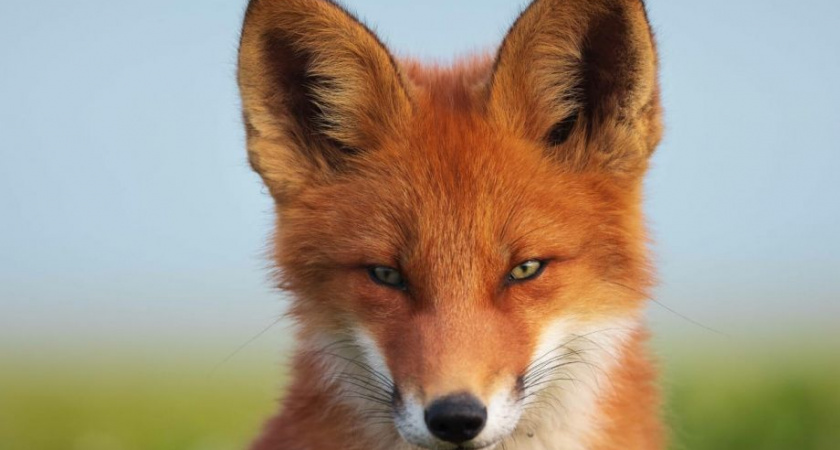 Камчатский «Огненный лис» стал лучшей неигровой кинолентой России