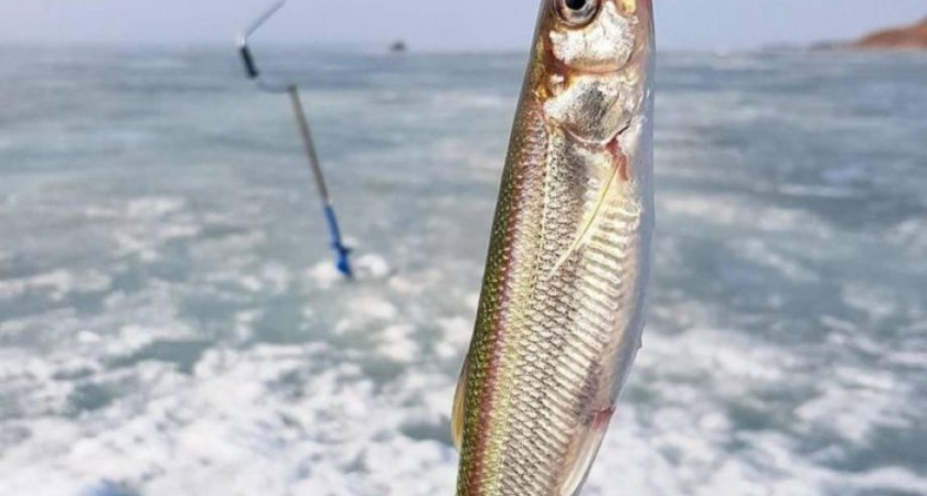 Тайменя и корюшку исключат из списка анадромных рыб в Хабаровском крае