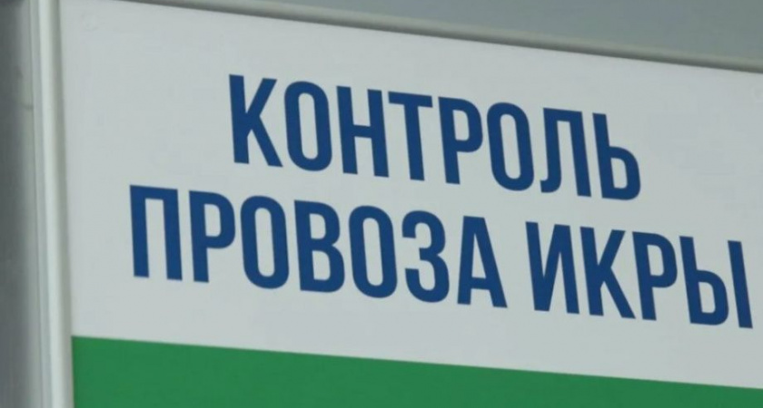 На Камчатке предотвратили попытку провезти больше икры, чем разрешено