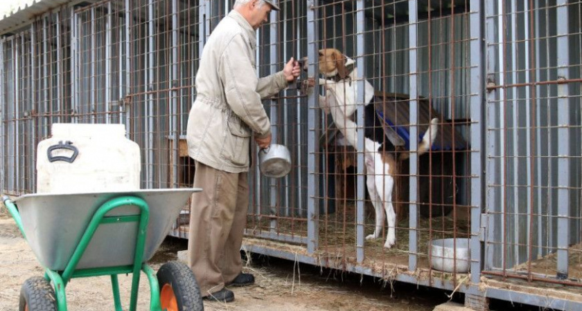 На Камчатке стало меньше бездомных собак