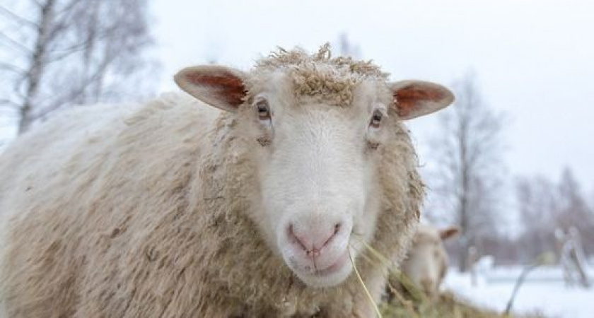 Жительница Камчатки пленила заблудших овец