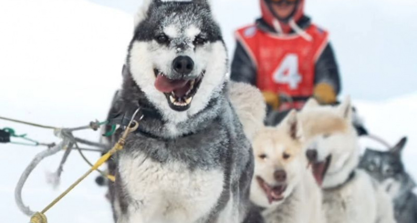 Камчатцев и гостей края приглашают на открытие гонки "Берингия. Авача - 2025"