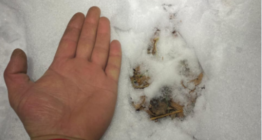 В поселке Раздольный на Камчатке застрелили матерого волка