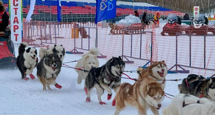 Гонка «Берингия. Авача-2025» стартовала. Впереди 300 километров пути
