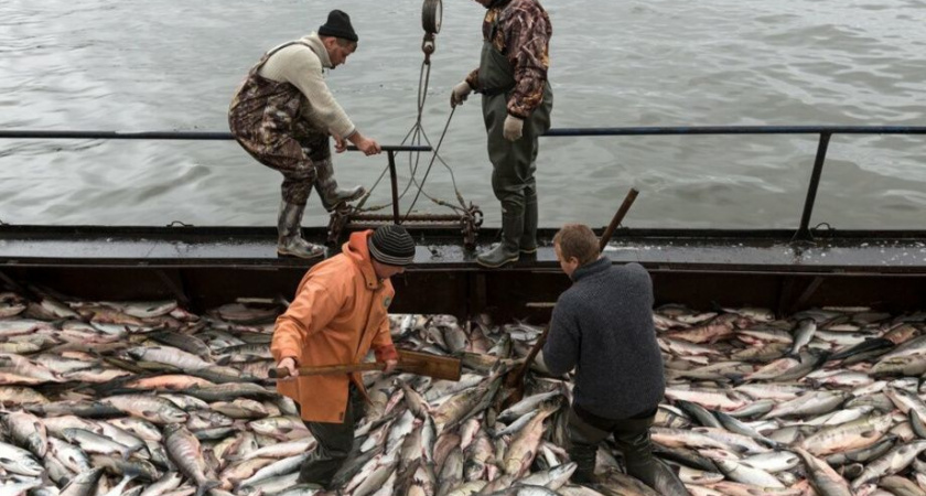 Порядка 200 тысяч тонн лососей планируется выловить на Камчатке в 2025 году