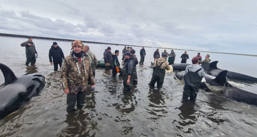 Жители Камчатки вышли в финал премии «Мой ласковый и нужный зверь»