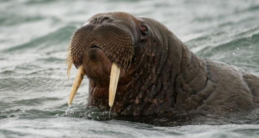 Почти истребленный тихоокеанский морж попал в Красную книгу Камчатки