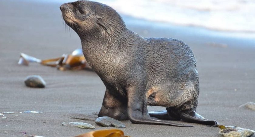 На Камчатке стартует экологический арт-конкурс