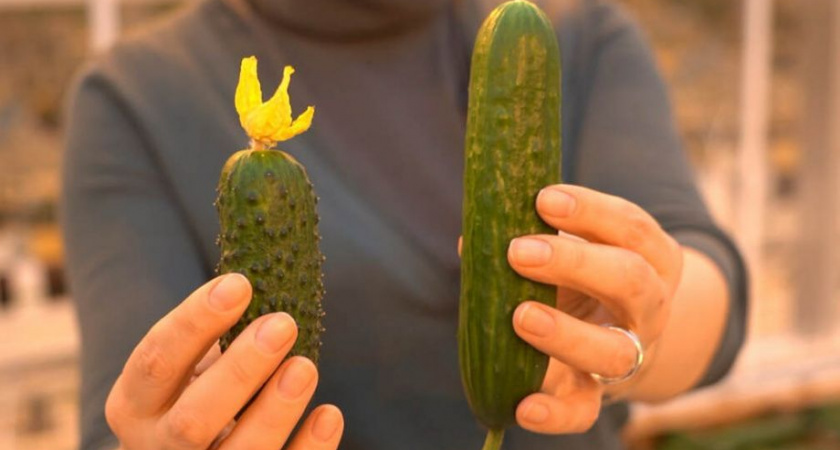 Тепличный комплекс «Камчатский» реализует огурцы разных видов по разным ценам