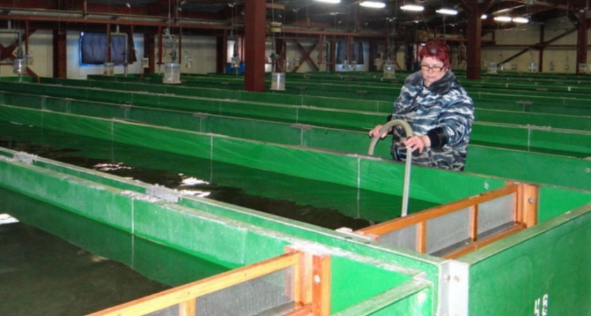 Искусственное воспроизводство кеты в реке Паратунка: успех 2024 года