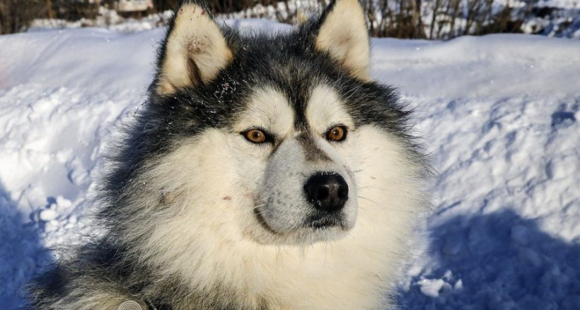 На Камчатке стартуют приготовления к фестивалю «Снежный путь»