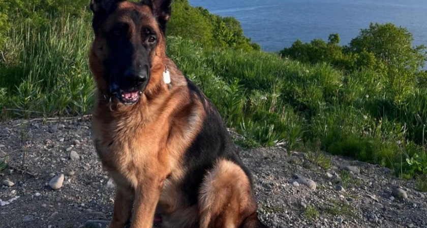 На Камчатке оштрафуют тех, кто неправильно выгуливает своих собак