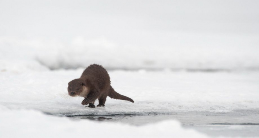 Выдры оказались хитрее фотоловушки в Кроноцком заповеднике