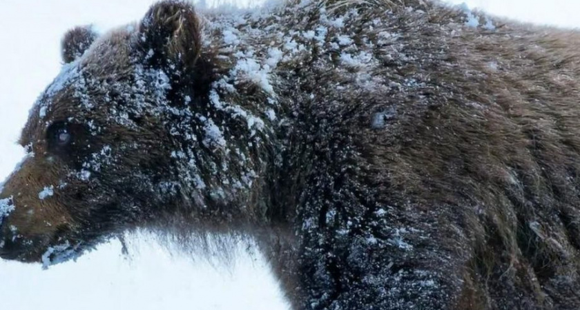 Неспящий и опасный: на озере Дальнее бродит мишак