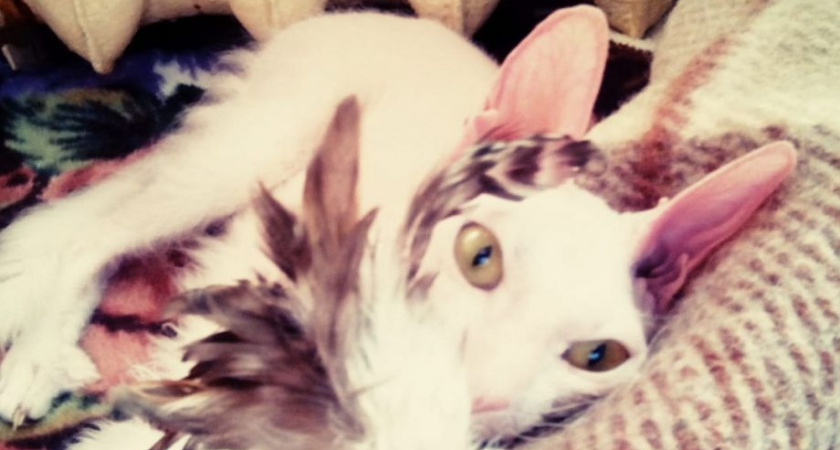 Фестиваль «Кошачий мир» пройдёт в Камчатской краевой научной библиотеке