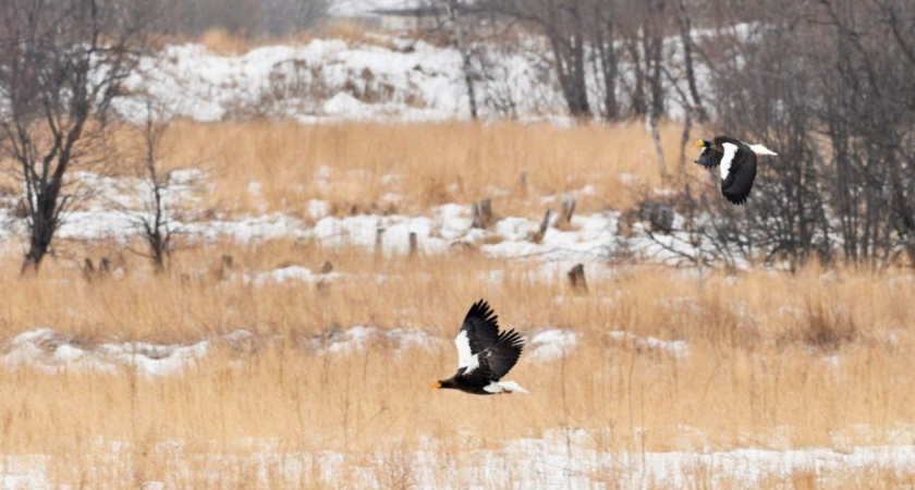 Редкие хищные птицы на озере Начикинское попали «под прицел» учёных