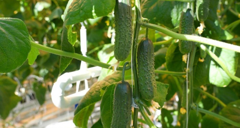 Цены на «зеленовские» огурцы на Камчатке вырастут с 1 марта