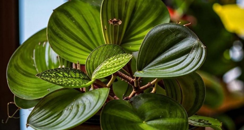 Камчатские врачи рекомендуют аллергикам разводить комнатные растения