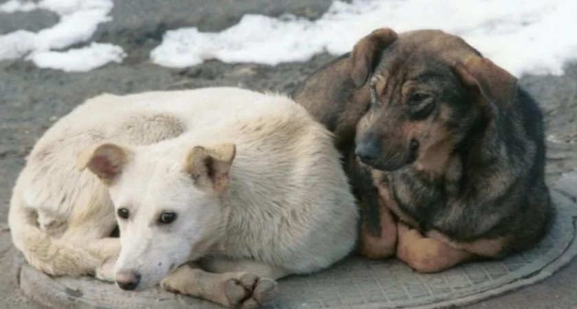 Совет Госдумы поручил регионам рассмотреть законопроект о защите от бездомных собак. 