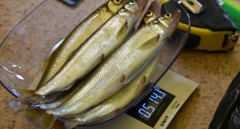 Коренные жители Камчатки могут добыть весной свыше 1,6 тыс. тонн корюшки и гольца