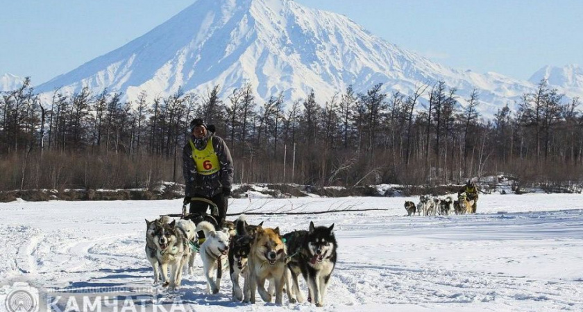 Из-за пурги на Камчатке перенесли старт гонки на собачьих упряжках
