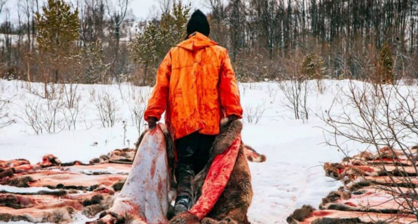  История и современность праздника оленеводов на Камчатке