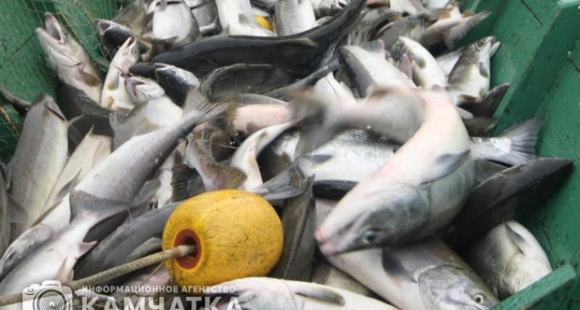 За браконьерами на Камчатке охотятся сразу десять опергрупп