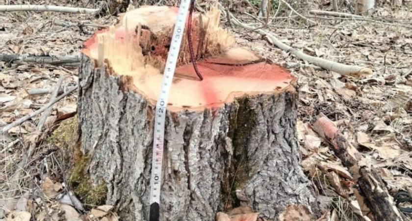 Стартап на дровах обернулся для жителя Камчатки колонией строгого режима