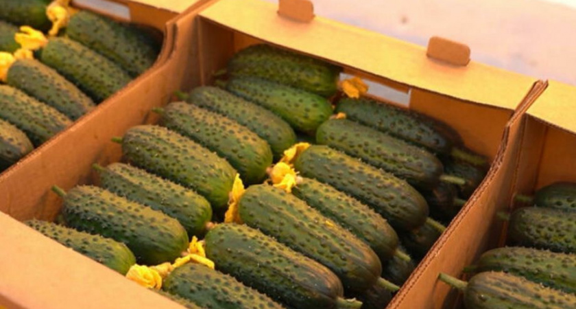 Камчатские огурцы и томаты поступят в соцучреждения края