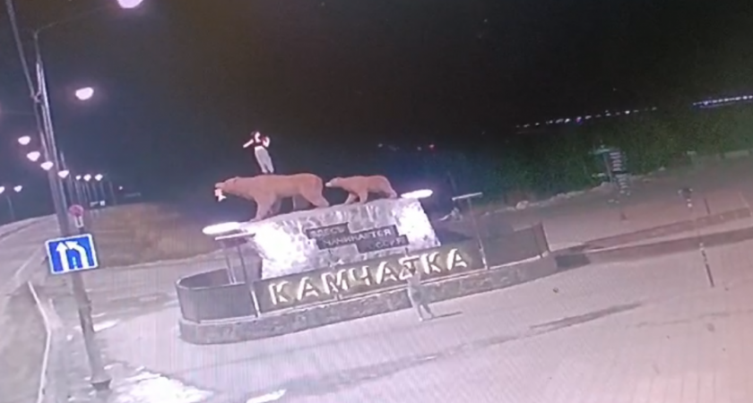 «Медведи» на Камчатке опять стали жертвой вандалов