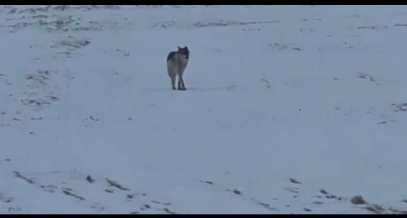 Жители камчатского посёлка сняли на видео волка 