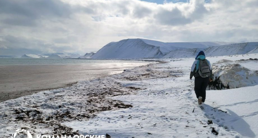 В нацпарке «Командорские острова» нашли останки вымершей морской коровы