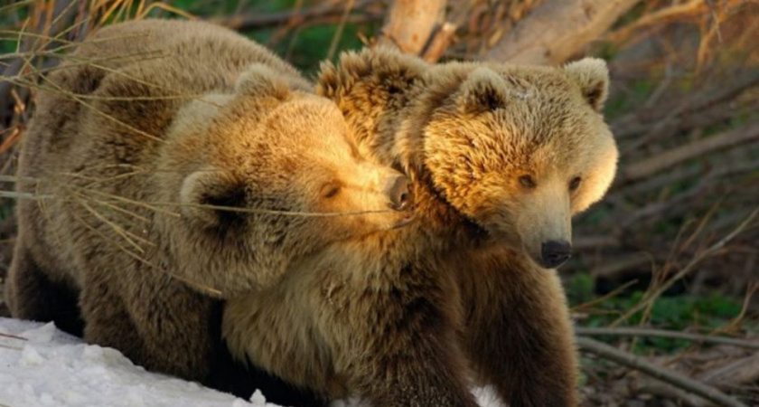 Тайны весенней жизни камчатских медведей раскроют в краевой библиотеке