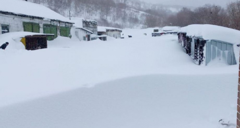 Приют для бездомных собак на Камчатке просит помощи