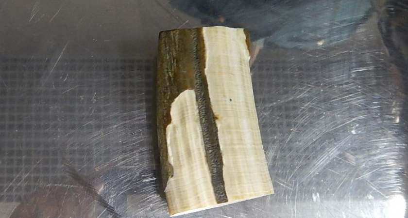 На Камчатке таможенники нашли у моряка трамал и бивень моржа