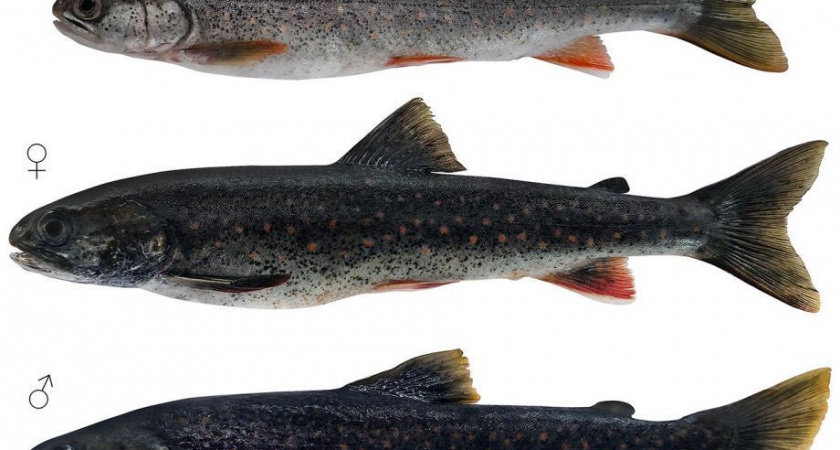 Живую популяцию древнего гольца ученые Камчатки нашли в ледниковом озере