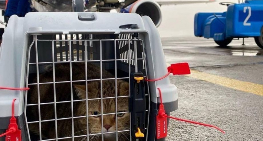 Жители Камчатки смогут бесплатно перевозить животных из приюта