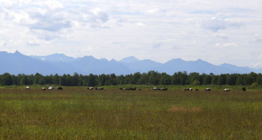 Фермеры Камчатки смогут получить больше бесплатной земли 
