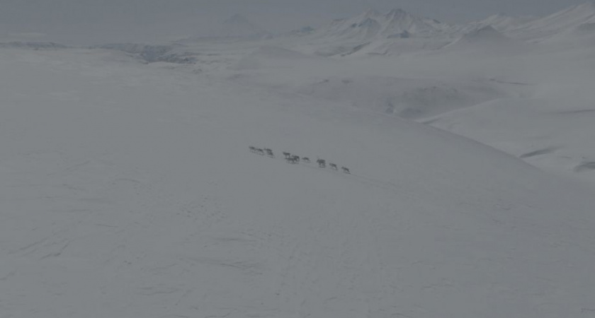 Зимние пастбища краснокнижных диких северных оленей Камчатки осмотрели с вертолета