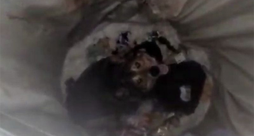 На Камчатке спасатели МЧС подняли бездомного пса из мусорного бака 